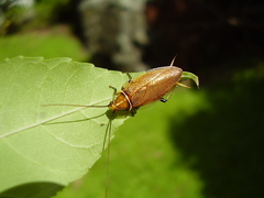 Balta bicolor