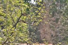Sayornis nigricans