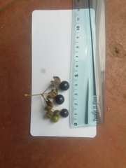 Jaltomata repandidentata