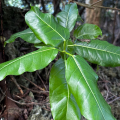 Ficus prolixa