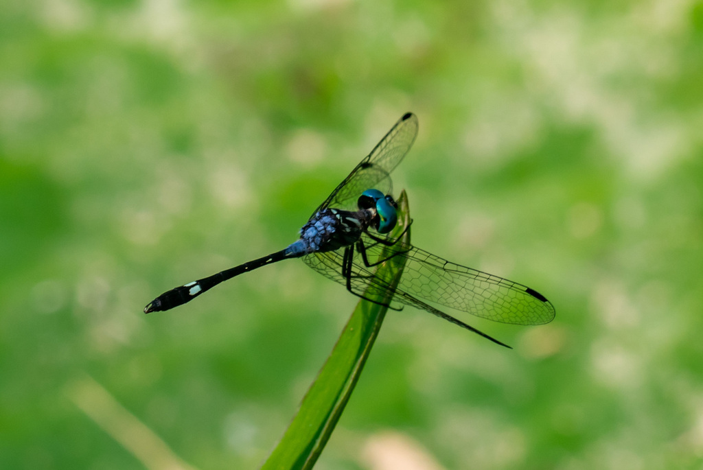 Micrathyria pseudeximia