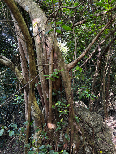 Ficus prolixa, photograph 1