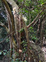 Ficus prolixa, photograph (c) Gabriel, some rights reserved (CC BY)