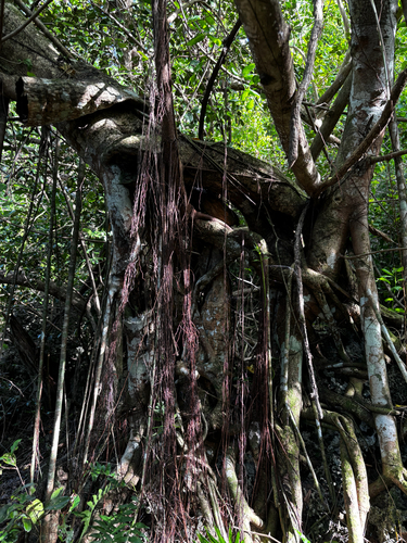 Ficus prolixa, photograph 2