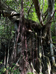 Ficus prolixa, photograph (c) Gabriel, some rights reserved (CC BY)