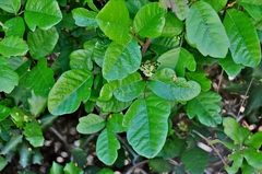Toxicodendron diversilobum
