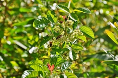 Toxicodendron diversilobum