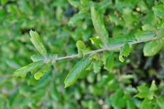 Quercus agrifolia