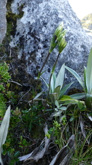 Gentianella vernicosa