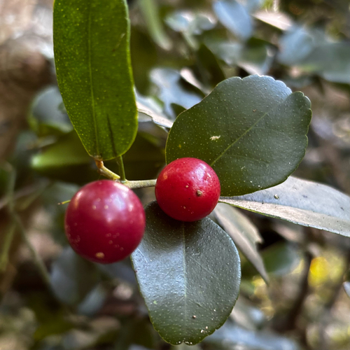 Triphasia trifolia, photograph 5