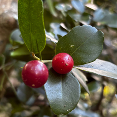 (c) Gabriel, some rights reserved (CC BY) Triphasia trifolia, photograph (c) Gabriel, some rights reserved (CC BY)