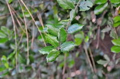 Quercus agrifolia