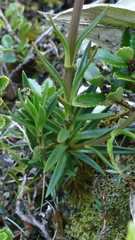Gentianella vernicosa