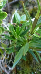 Gentianella vernicosa