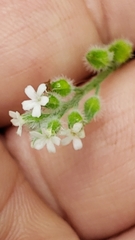 Myosotis macrosperma