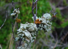 Ramalina inflata
