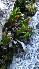 Notogrammitis crassior