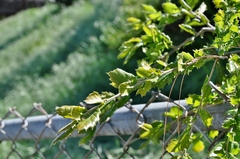 Quercus agrifolia
