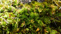 Chaerophyllum colensoi colensoi