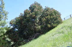 Heteromeles arbutifolia