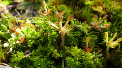 Chaerophyllum colensoi colensoi