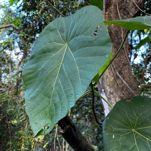 Macaranga thompsonii observed 2026-05-17