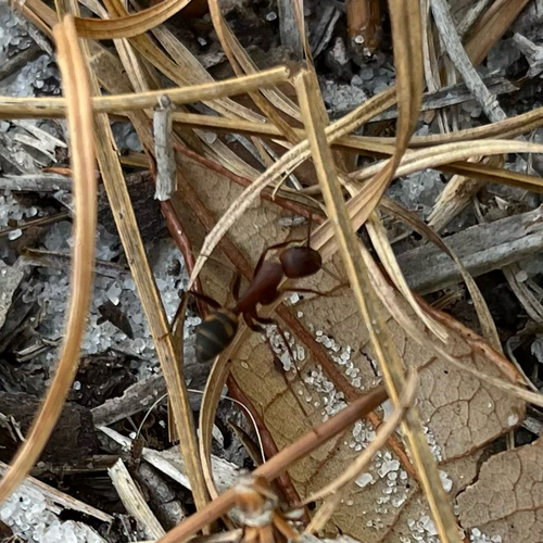 Sandhill Carpenter ant photo 5