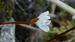 Epilobium pernitens