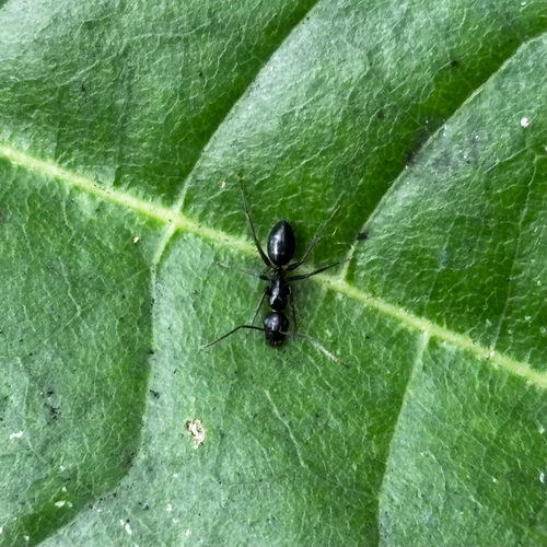 Camponotus reticulatus fullawayiCamponotus reticulatus fullawayi