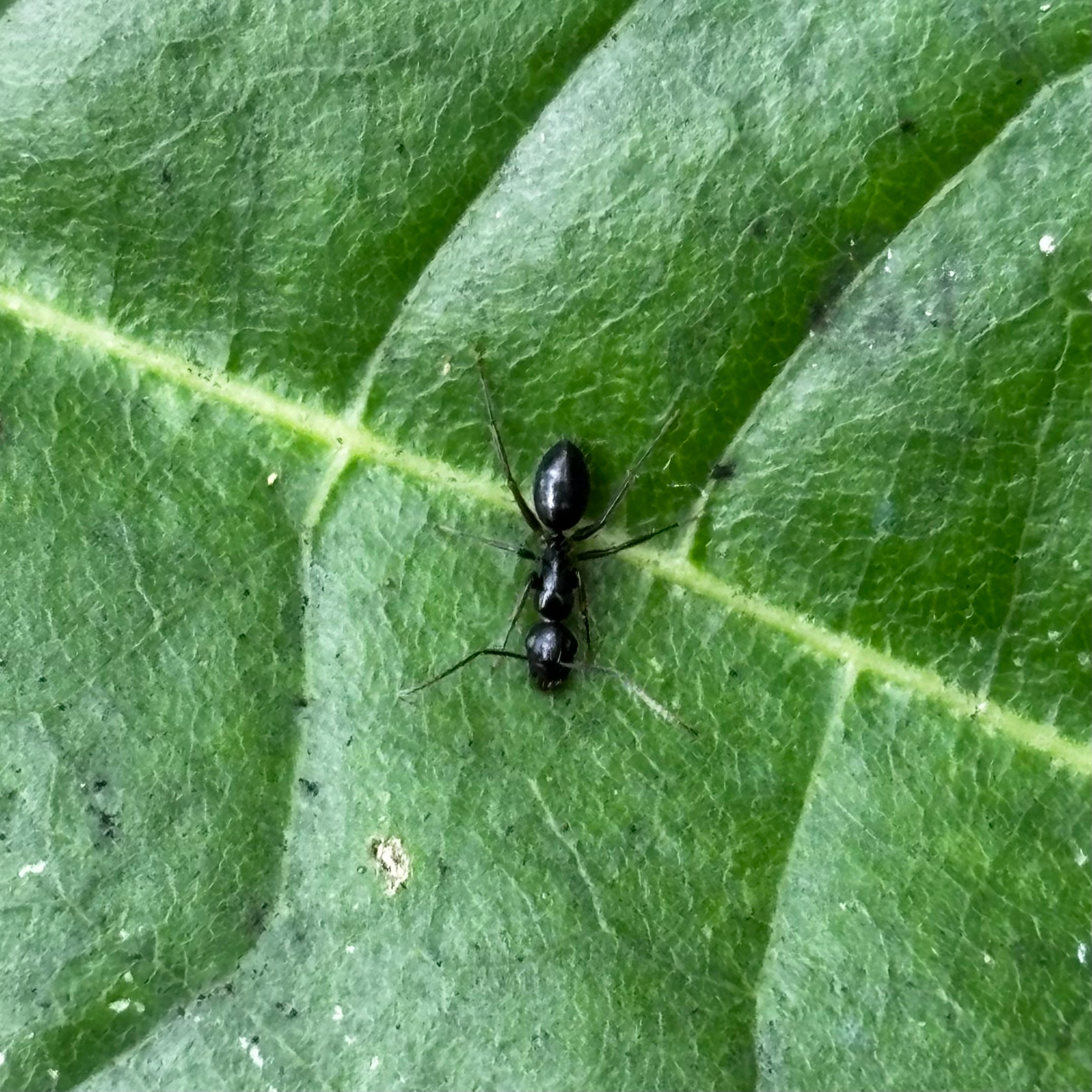 Camponotus reticulatus fullawayi