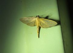 Hymenoptychis sordida