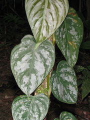 Philodendron brandtianum