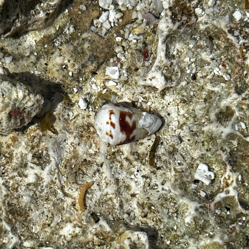 Conus sponsalis observed 2026-05-17