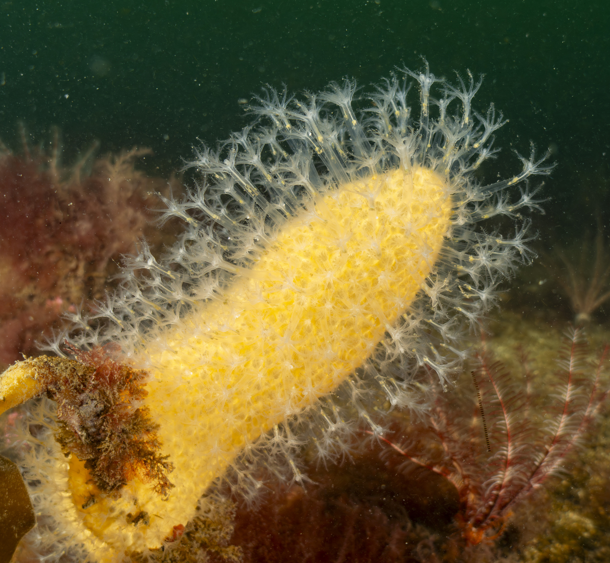 Alcyonium digitatum Linnaeus, 1758