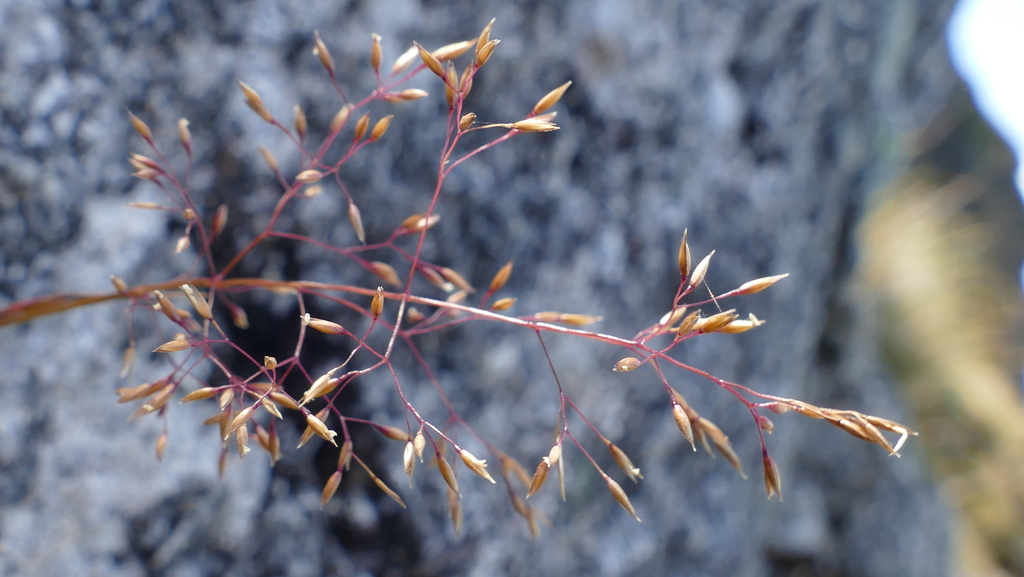 Agrostis dyeri