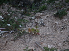 Kitagawia terebinthacea