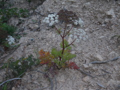 Kitagawia terebinthacea