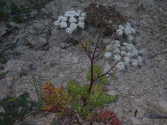 Kitagawia terebinthacea
