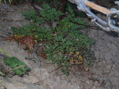 Kitagawia terebinthacea