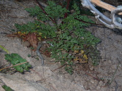 Kitagawia terebinthacea