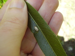 Balta bicolor