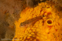 Helcogrammoides cunninghami