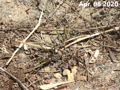 Phragmites japonicus