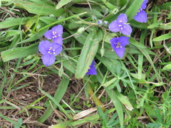 Tradescantia humilis