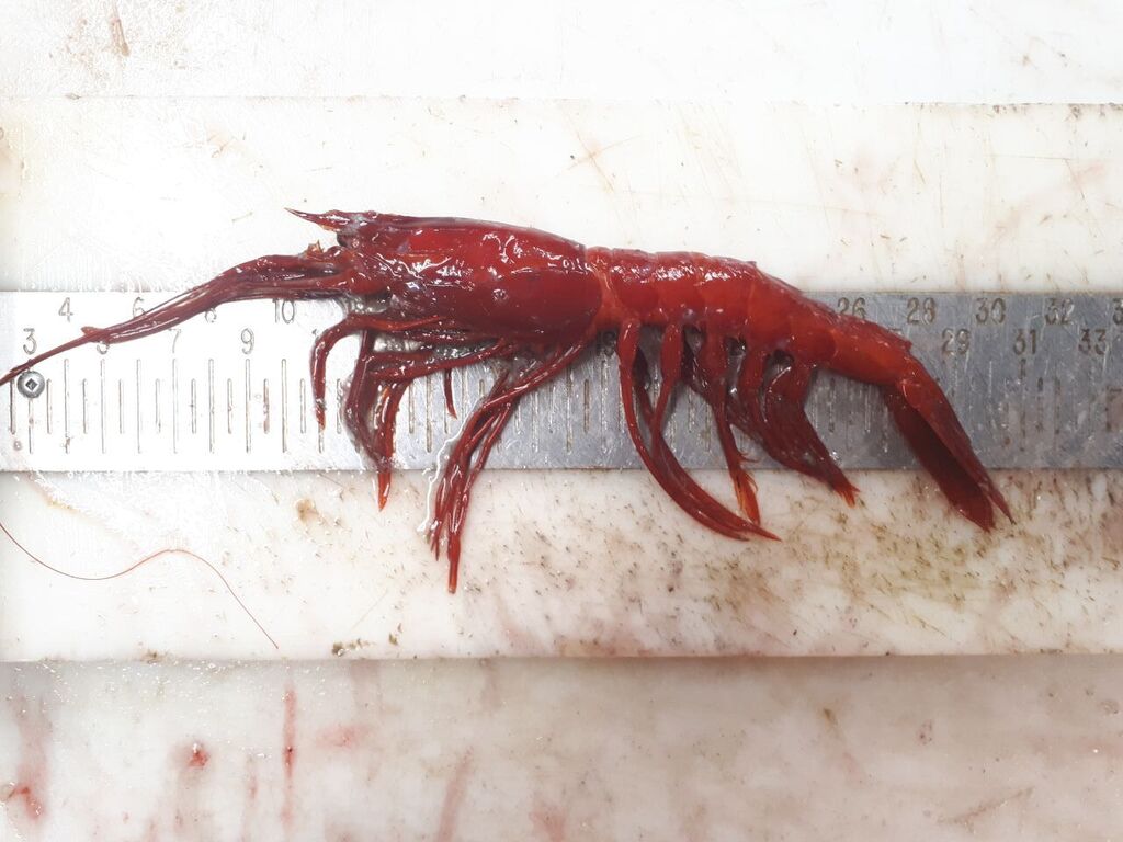 Scarlet gamba prawn