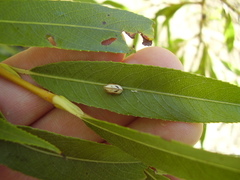 Balta bicolor