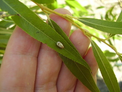 Balta bicolor