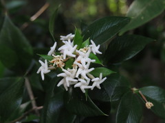 Alyxia oblongata