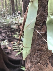Sipyloidea larryi