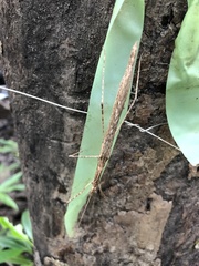 Sipyloidea larryi